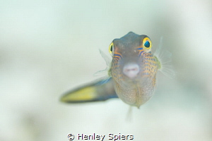 Sharpnose Puffer Stares Back by Henley Spiers 